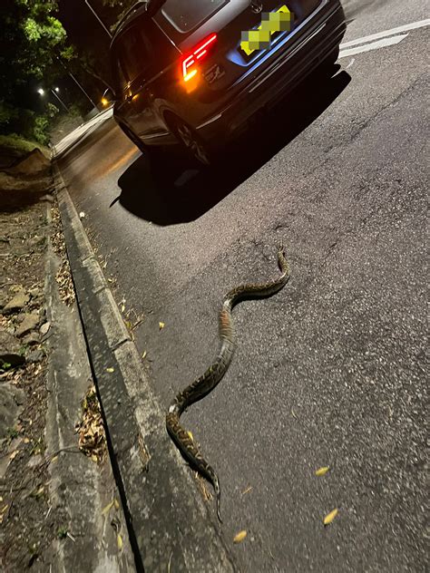 馬路上看到蛇